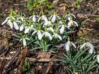 Schneeglöckchen Gruppe